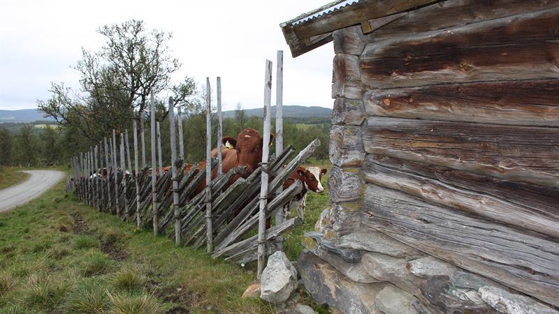 Storhaugvollen i Vingelen, foto: Birgit Wikan Berg, Norconsult