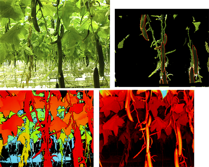 3D-bilder for overvåkning og analyser av drivhusproduksjon. 