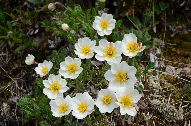 fylkesblomst , reinrose, 